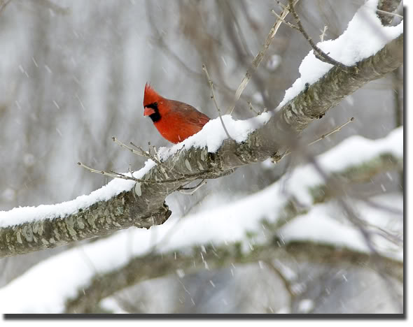 Instead of the Snow I See the Cardinal