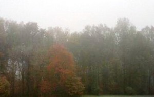Read more about the article Sabbath Sunday: Full of Fog with Glimpses of Beauty