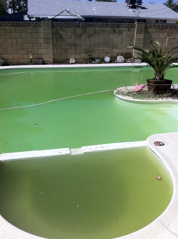 Character Confession: The Algae Parable