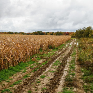 Read more about the article Sabbath Sunday: Muddy Road