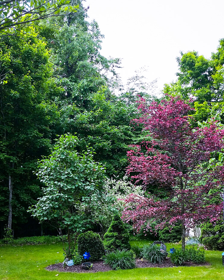 large purple tree