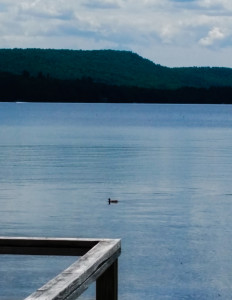 Read more about the article Sabbath Sunday: The Duck on the Lake