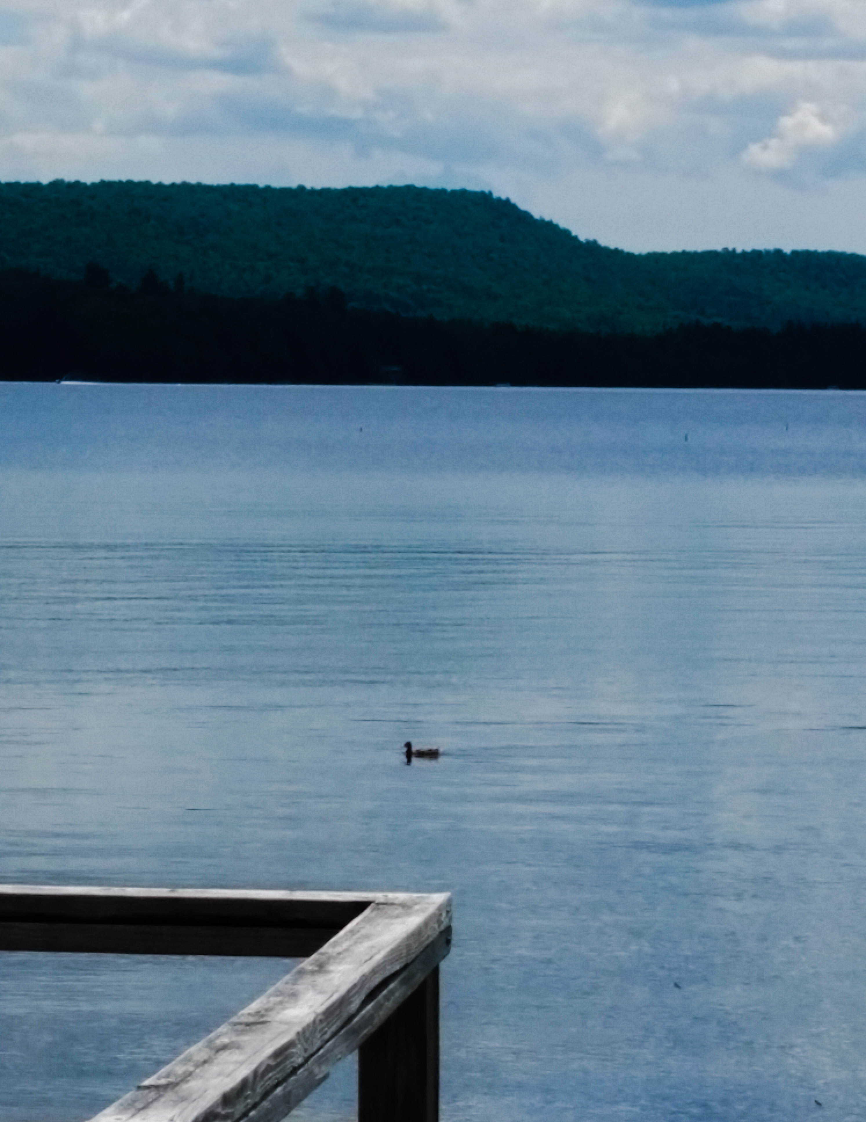 Sunday Sabbath: The Duck in the Lake