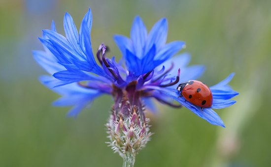 Read more about the article Charlotte’s Garden by Shirley Johnson